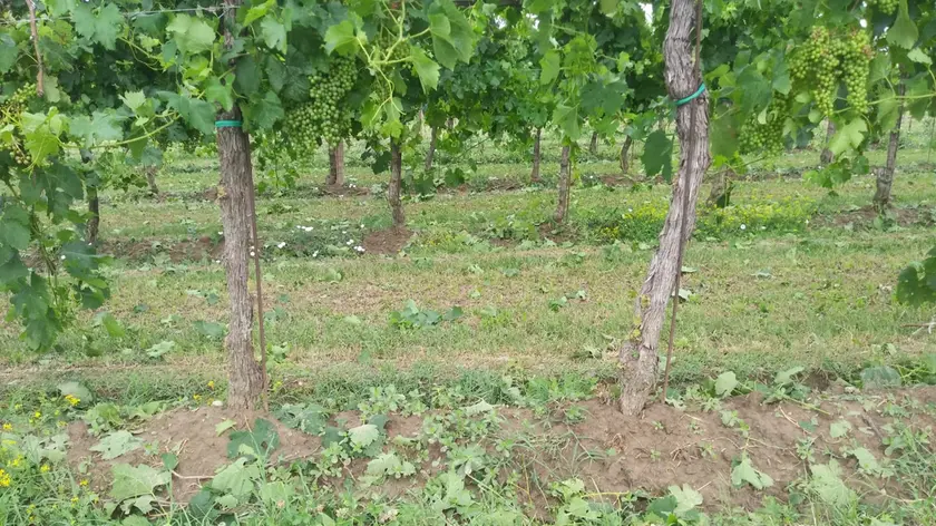 Uva e tralci danneggiati in località Rivazancana di Ceggia