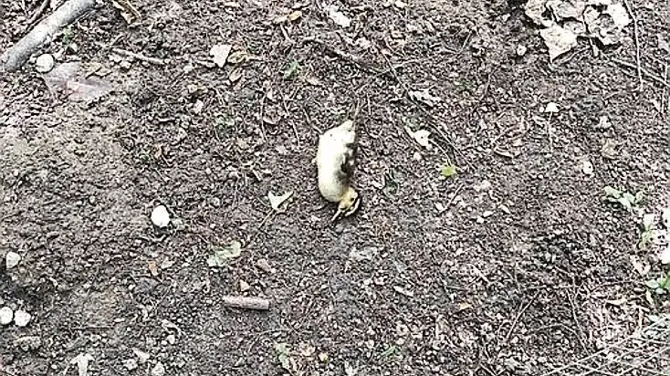 L’anatroccolo preso a bastonate al Parco Nuove Gemme