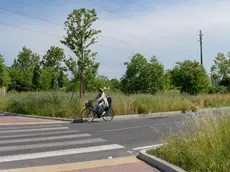 Foto Agenzia Candussi/ Scattolin / Mestre, via delle Messi / mancato falcio dell'erba