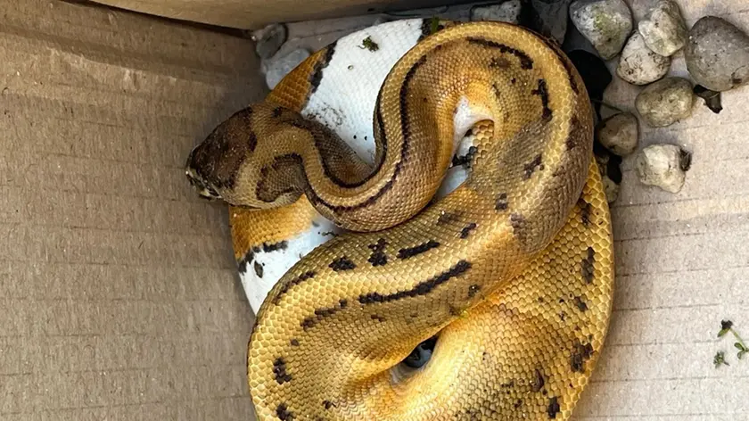 Il cucciolo di pitone reale rinvenuto nel giardino di una casa di Ceggia, in provincia di Venezia
