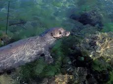 Una foca monaca fotografata da Emanuele Coppola (non è quella avvistata domenica a Chioggia)