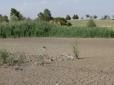 Foto Agenzia Candussi/ Artico/ Mestre/ Parco San Giuliano/ Laghetto prosciugato al parco San Giuliano