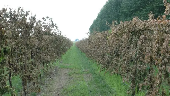 FOTO GAVAGNIN ERACLEA VIA CA BIANCA TENUTA DEL SIND. TESO I FILARI DI VITI SECCHE