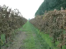 FOTO GAVAGNIN ERACLEA VIA CA BIANCA TENUTA DEL SIND. TESO I FILARI DI VITI SECCHE