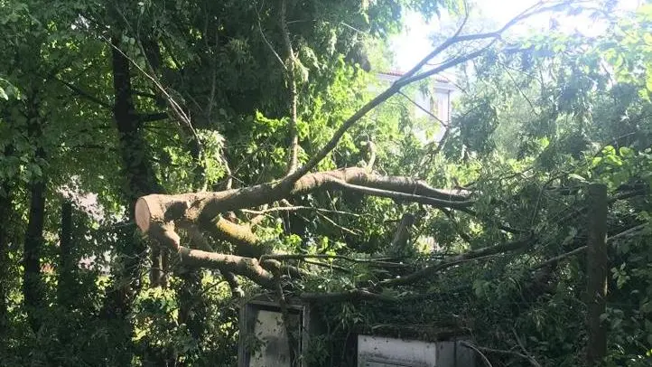 Un grosso ramo caduto a Pramaggiore a causa del forte vento