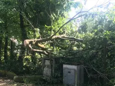 Un grosso ramo caduto a Pramaggiore a causa del forte vento