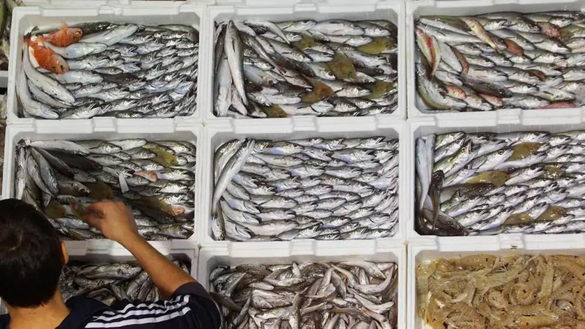 Un banco del mercato ittico in una foto di archivio.Torna da lunedì sulle tavole degli italiani il pesce fresco nazionale dell'Adriatico con la fine del blocco alla pesca, deciso per permettere di ripopolare il mare dopo che i primi sei mesi dell'anno hanno visto dimezzare il pescato in Italia. ANSA/CESARE ABBATE/