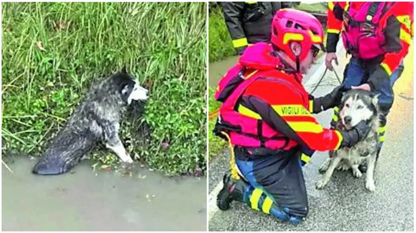 Il cane Ibra bloccato nel fiume e a destra dopo il salvataggio dei vigili del fuoco