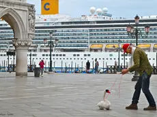 Il selfie con il cigno (foto gentilmente concessa da Philippe Apatie)