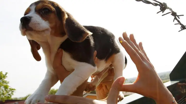 Un cucciolo di Beagle viene salvato da alcuni animalisti entrati nell'allevamento Green Hill di Montichiari, Brescia, 28 aprile 2012. I cani Beagle sono allevati a Montichiari e destinati alla vivisezione.. ANSA/FILIPPO VENEZIA