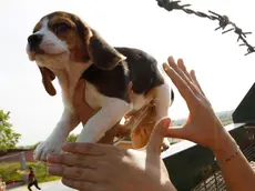 Un cucciolo di Beagle viene salvato da alcuni animalisti entrati nell'allevamento Green Hill di Montichiari, Brescia, 28 aprile 2012. I cani Beagle sono allevati a Montichiari e destinati alla vivisezione.. ANSA/FILIPPO VENEZIA