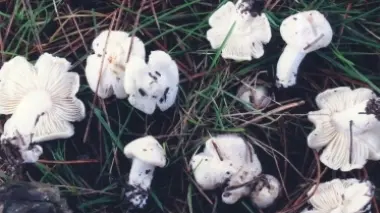 L’Urbicum la nuova specie di fungo scoperta a Mestre