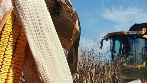 epa00838667 Maize is harvested at Kiskunfelegyhaza, 111 kms southeast of Budapest, Hungary, Tuesday, 10 October 2006. EPA/SANDOR UJVARI HUNGARY OUT*************** TRADUZIONE ***************il mais epa00838667 è raccolto a Kiskunfelegyhaza, un sud-est del 111 kms di Budapest, Ungheria, martedì, il 10 ottobre 2006. EPA/SANDOR UJVARI UNGHERIA VERSO L'ESTERNO