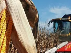 epa00838667 Maize is harvested at Kiskunfelegyhaza, 111 kms southeast of Budapest, Hungary, Tuesday, 10 October 2006. EPA/SANDOR UJVARI HUNGARY OUT*************** TRADUZIONE ***************il mais epa00838667 è raccolto a Kiskunfelegyhaza, un sud-est del 111 kms di Budapest, Ungheria, martedì, il 10 ottobre 2006. EPA/SANDOR UJVARI UNGHERIA VERSO L'ESTERNO