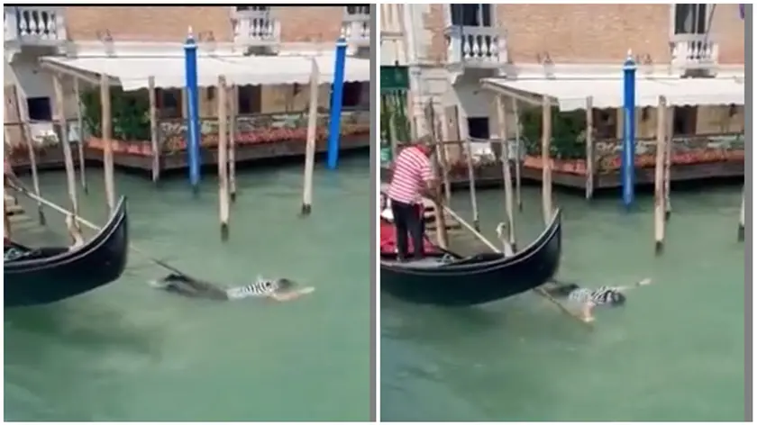 Due immagini del gondoliere in acqua