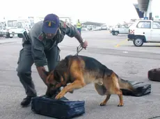 Tessera 16/05/01 Aeroporto Marco Polo conferenza stampa G di F. sequestro droga controlli gruppo cinofili (C) Bertolin M. richiesto da Mion