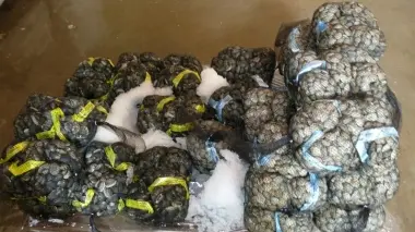 Alcuni dei sacchi di vongole e cozze sequestrati da carabinieri e Asl 14