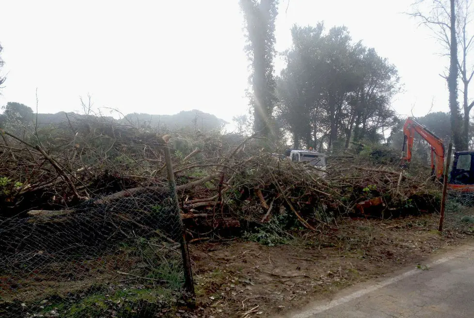 COLUCCI - DINO TOMMASELLA - JESOLO - BOSCO PINETA "COMPARTO 31" - DOPO TAGLIO ALBERI