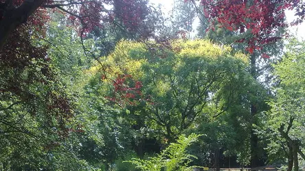 LAZZARINI SPINEA PARCO NUOVE GEMME. k