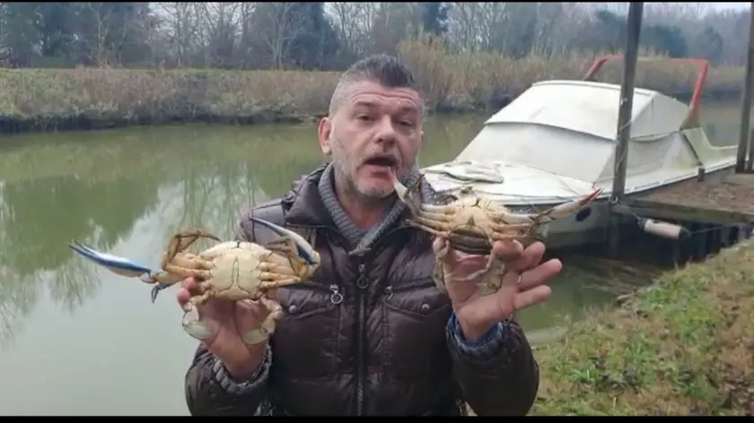 Il biologo Andrea Tomei mostra due granchi blu, crostacei tra i più saporiti in assoluto