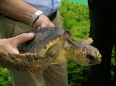 Una tartaruga pronta per essere liberata dai volontari del WWF