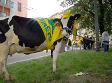 20080612 - ROMA - PREZZI: LATTE; COLDIRETTI, INCONTRO POSITIVO CON INDUSTRIALI - Una mucca da latte coperta da una bandiera della Coldiretti oggi durante la manifestazione di MIlano. ANSA /JI