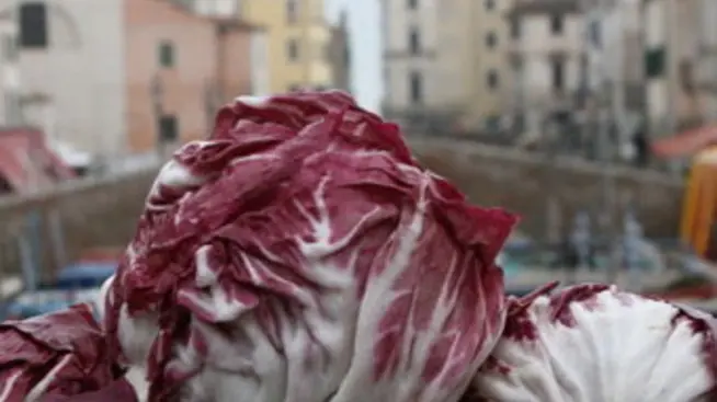 Depolo mph16c Elisabetta Donaggio Chioggia: radicchio IPG la rosa di Chioggia