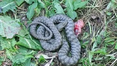 La vipera trovata in via Asiago