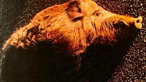 Il grosso cinghiale da oltre 100 chili investito