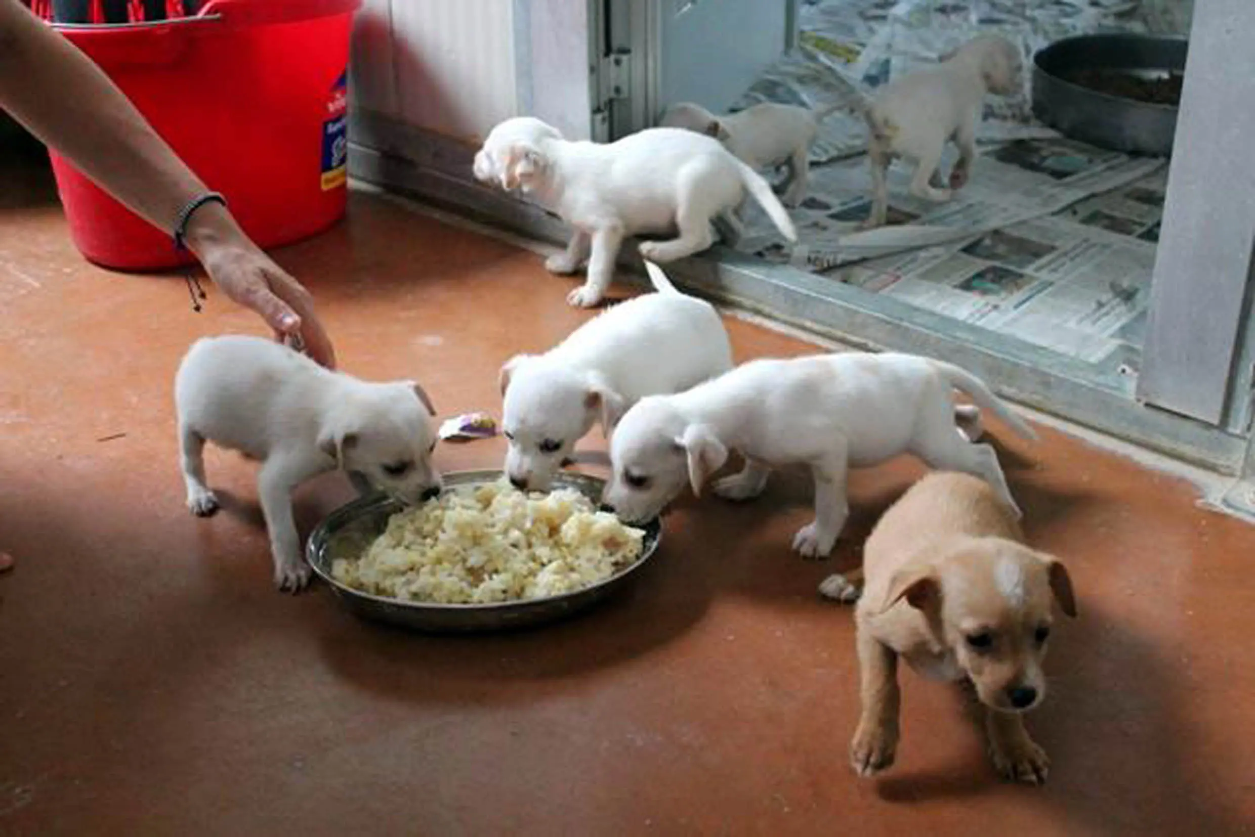 Este, 21.08.2014.Cucciolata del canile di Merlara..Nella foto: i cani prima di essere adottati