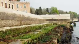 Alghe nei canali della laguna In questi giorni il fenomeno è in aumento Le alghe provengono dai mari orientali di Cina e Giappone