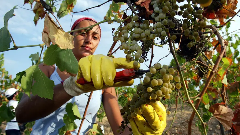 20050901 - ROMA -ECO- VENDEMMIA 2005, QUALITA' MIGLIORE MA SCARSA PRODUZIONE- Una vendemmia nei vigneti Chardonnay nelle tenute del Castello Banfi, a Montalcino. Secondo l'Ismea e l'Unione italiana vini quest' anno dovrebbero essere prodotti 51,8 milioni di ettolitri di vino, il 3% di meno rispetto al 2004.BUCCO/ANSA/ PAT