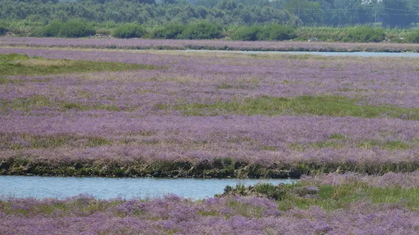 Le enormi distese di limonio comune e "santonego", o santonico, Artemisia Caerulescens, che in questo periodo colora le barene lagunari. (Foto Claudio Vianello)