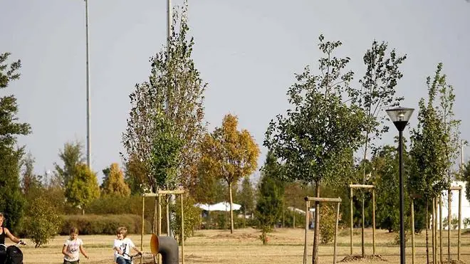 FURLAN MESTRE: ALBERI PARCO SAN GIULIANO