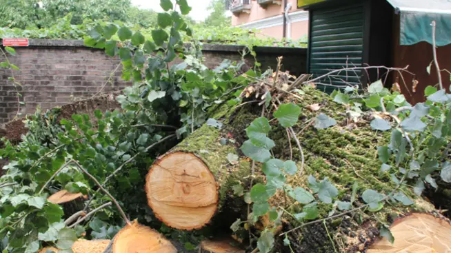 Albero caduto in piazza Carpenedo a causa del forte temporale di stanotte