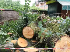 Albero caduto in piazza Carpenedo a causa del forte temporale di stanotte