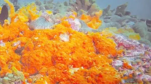I fondali colorati e ricchi di specie nella zona delle Tegnùe