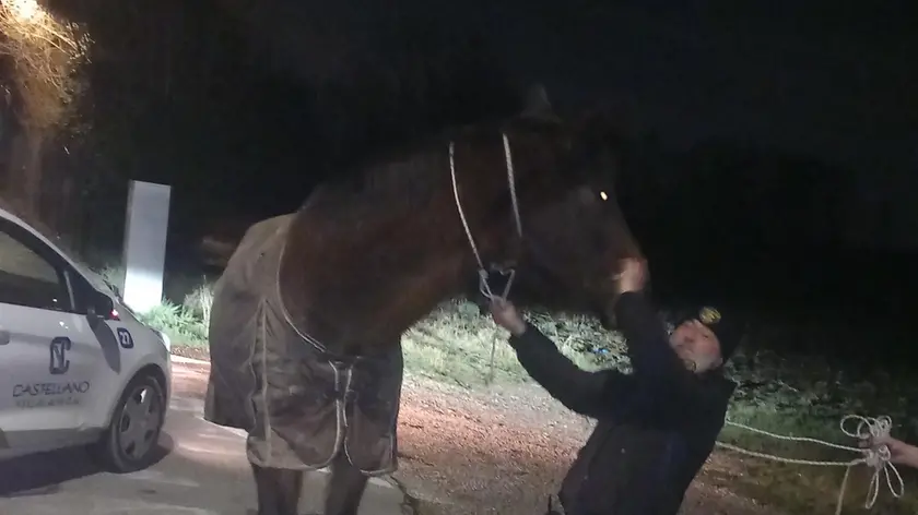 Il vigilante con la cavalla bloccata sulla Castellana