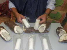 Un carabiniere mostra la cocaina, nascosta dentro tuberi di manioca, ritrovata in un furgone soccorso ieri notte 4 agosto dai cc di Roma perche' stava prendendo fuoco a seguito di un guasto meccanico. Arrestato in flagranza di reato un 31/enne di origine calabrese, incensurato, trovato in possesso di un carico di 50 kg di cocaina purissima a bordo del mezzo. ANSA/ UFFICIO STAMPA CARABINIERI DI ROMA