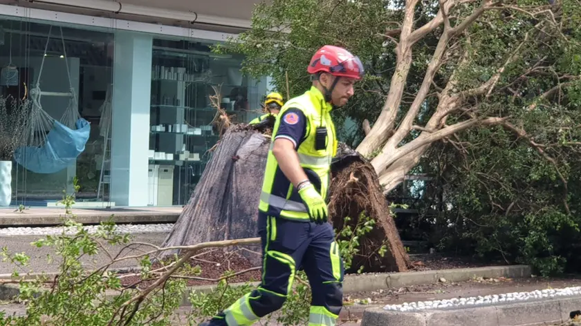 Un albero caduto a Dolo in seguito al maltempo dello scorso 19 luglio