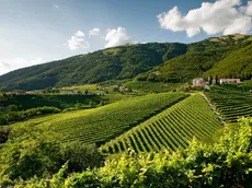 Le colline del prosecco