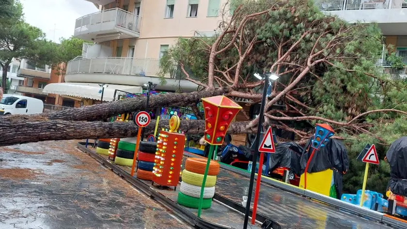 Il pino caduto a Jesolo sulla pista delle macchinette per bambini