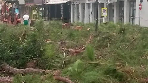 SCATTOLIN- TOMMASELLA - CAORLE - VIALE àMARGHERITA DOPO TAGLIO ALBERI