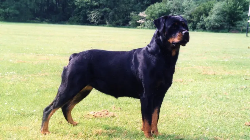 Un rottweiler (foto d'archivio)