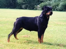 Un rottweiler (foto d'archivio)