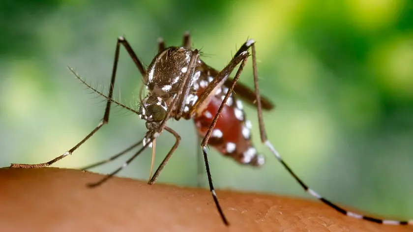 2002, Atlanta, Georgia, USA --- A blood-engorged female Aedes albopictus mosquito feeds on a human host. Under successful experimental transmission, Aedes albopictus has been found to be a vector of West Nile Virus. --- Image by © CDC/PHIL/CORBIS