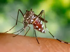 2002, Atlanta, Georgia, USA --- A blood-engorged female Aedes albopictus mosquito feeds on a human host. Under successful experimental transmission, Aedes albopictus has been found to be a vector of West Nile Virus. --- Image by © CDC/PHIL/CORBIS