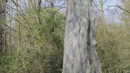 Foto Agenzia Candussi/ Chiarin/ Mestre/ Sopralluogo del quartiere Pertini e dell'adiacente Bosco dell'Osellino