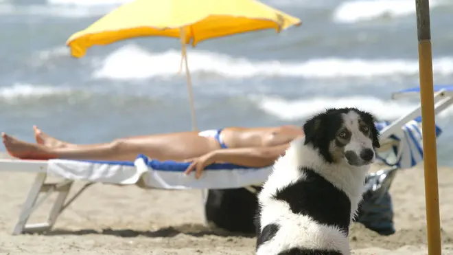 . Un cane si gode il fresco sotto l'ombrellone su una spiaggia in un'immagine di archivio del 9 luglio 2004. Il solleone estivo mette a dura prova.anche gli animali da compagnia, e, col caldo di questi giorni,.portare Fido in spiaggia nelle diverse bau-beach delle coste.italiane puo' presentare dei rischi. ''Gli animali da compagnia.- sottolineano i veterinari Enpa (Ente nazionale protezione.animali) e Anmvi (Associazione nazionale medici veterinari.italiani), sul sito www.vacanzebestiali.org - non hanno.esigenze molto diverse da quelle dell'uomo. L'esposizione al.sole e all'afa e' un fattore di rischio anche per loro''... ANSA / ETTORE FERRARI /