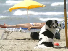 . Un cane si gode il fresco sotto l'ombrellone su una spiaggia in un'immagine di archivio del 9 luglio 2004. Il solleone estivo mette a dura prova.anche gli animali da compagnia, e, col caldo di questi giorni,.portare Fido in spiaggia nelle diverse bau-beach delle coste.italiane puo' presentare dei rischi. ''Gli animali da compagnia.- sottolineano i veterinari Enpa (Ente nazionale protezione.animali) e Anmvi (Associazione nazionale medici veterinari.italiani), sul sito www.vacanzebestiali.org - non hanno.esigenze molto diverse da quelle dell'uomo. L'esposizione al.sole e all'afa e' un fattore di rischio anche per loro''... ANSA / ETTORE FERRARI /